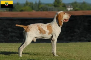 Read more about the article Saksonya-Anhalt’da Bracco Italiano yetiştiricileri ve köpek yavruları