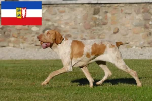 Read more about the article Schleswig-Holstein’da Bracco Italiano yetiştiricileri ve köpek yavruları