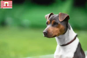 Read more about the article Bremen’de Brezilya Teriyeri yetiştiricisi ve yavru köpekler
