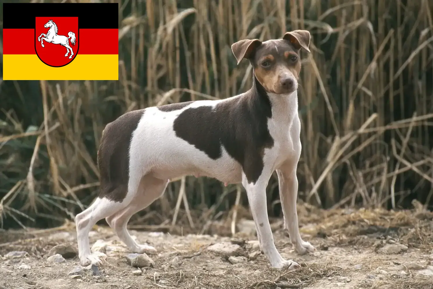 Read more about the article Aşağı Saksonya’da Brezilya Teriyeri yetiştiricileri ve köpek yavruları