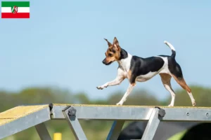 Read more about the article Kuzey Ren-Vestfalya’da Brezilya Teriyeri yetiştiricileri ve köpek yavruları
