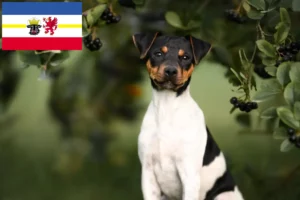 Read more about the article Mecklenburg-Vorpommern’de Brezilya Teriyeri yetiştiricileri ve köpek yavruları