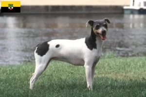Read more about the article Saxony-Anhalt’da Brezilya Teriyeri yetiştiricileri ve köpek yavruları