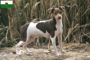 Read more about the article Saksonya’da Brezilya Teriyeri yetiştiricileri ve köpek yavruları