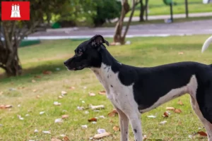 Read more about the article Hamburg’da Brezilya Teriyeri yetiştiricisi ve yavru köpekler
