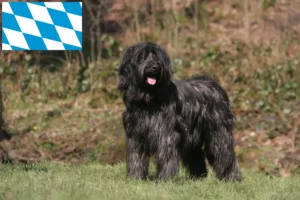 Read more about the article Bavyera’da Briard yetiştiricileri ve köpek yavruları