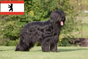 Read more about the article Berlin’de Briard yetiştiricileri ve köpek yavruları