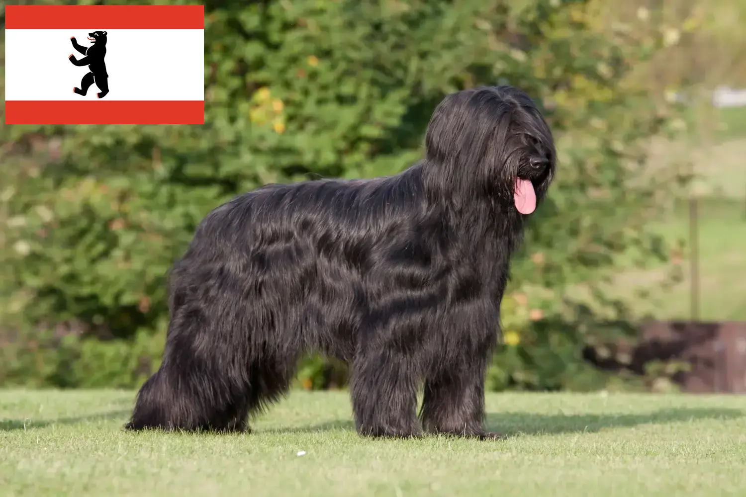 Read more about the article Berlin’de Briard yetiştiricileri ve köpek yavruları
