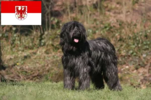 Read more about the article Brandenburg’da Briard yetiştiricileri ve köpek yavruları