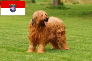Read more about the article Hessen’deki Briard yetiştiricileri ve köpek yavruları