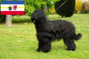 Read more about the article Mecklenburg-Vorpommern’de Briard yetiştiricileri ve köpek yavruları