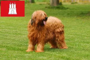 Read more about the article Hamburg’da Briard yetiştiricileri ve köpek yavruları