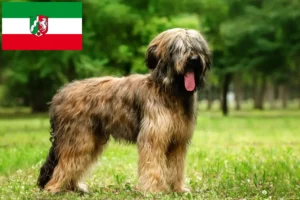 Read more about the article Kuzey Ren-Vestfalya’da Briard yetiştiricileri ve köpek yavruları