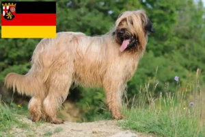 Read more about the article Rheinland-Pfalz’da Briard yetiştiricileri ve köpek yavruları