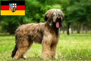 Read more about the article Saarland’da Briard yetiştiricileri ve köpek yavruları