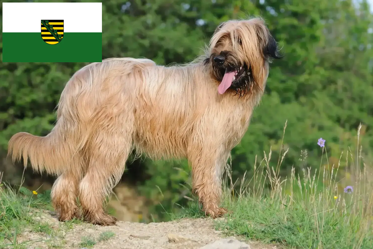 Read more about the article Saksonya’da Briard yetiştiricileri ve köpek yavruları