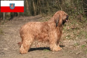 Read more about the article Thüringen’deki Briard yetiştiricileri ve köpek yavruları
