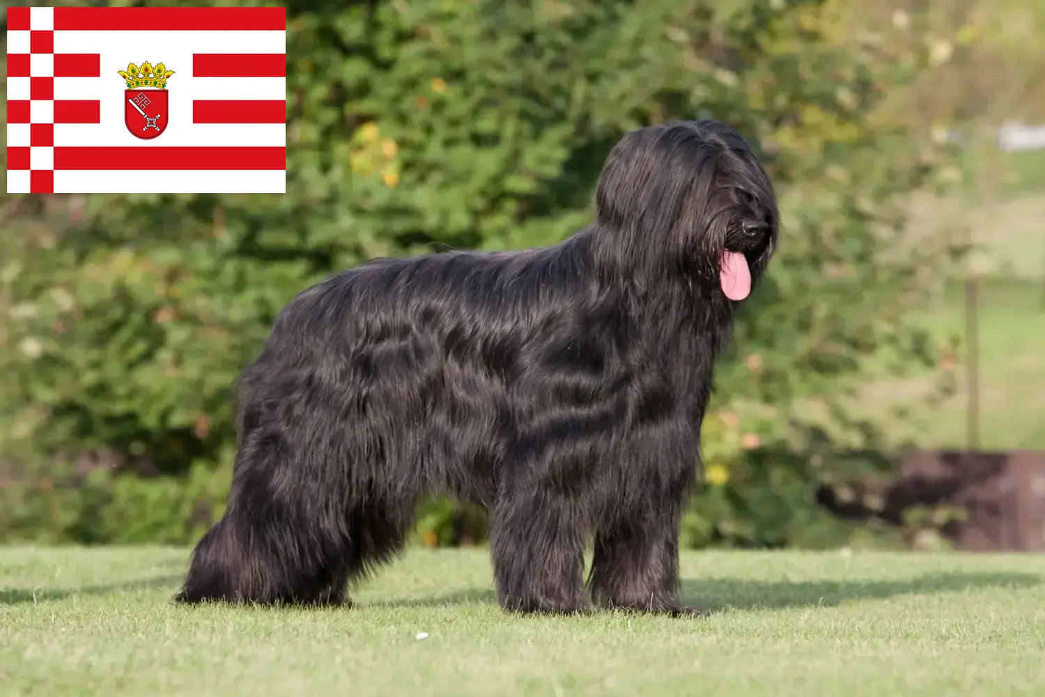 Read more about the article Bremen’de Briard yetiştiricisi ve köpek yavruları