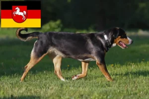 Read more about the article Aşağı Saksonya’da Büyük İsviçre Dağ Köpeği Yetiştiricisi ve Yavruları