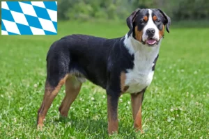 Read more about the article Bavyera’da Büyük İsviçre Dağ Köpeği Yetiştiricisi ve Yavruları