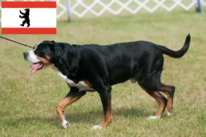 Read more about the article Berlin’de Büyük İsviçre Dağ Köpeği yetiştiricisi ve yavruları