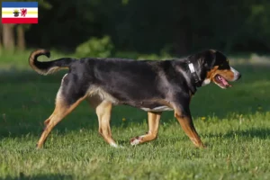 Read more about the article Mecklenburg-Vorpommern’de Büyük İsviçre Dağ Köpeği Yetiştiricisi ve Yavruları