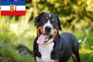 Read more about the article Schleswig-Holstein’da Büyük İsviçre Dağ Köpeği yetiştiricisi ve yavruları