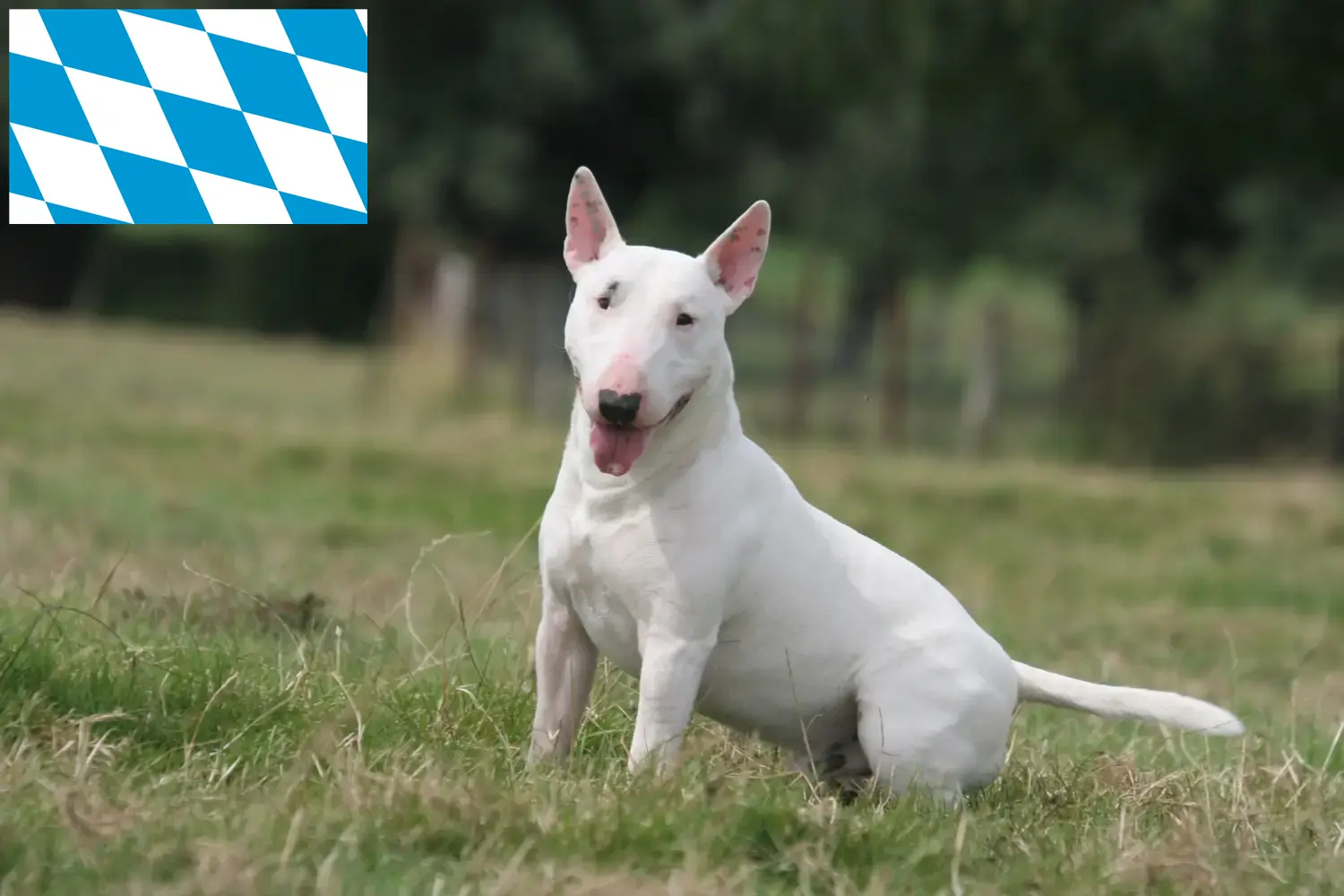 Read more about the article Bavyera’da Bull Terrier yetiştiricileri ve köpek yavruları