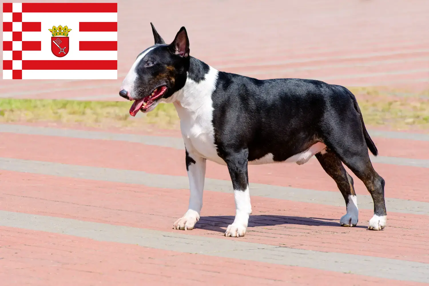 Read more about the article Bremen’de Bull Terrier yetiştiricileri ve köpek yavruları