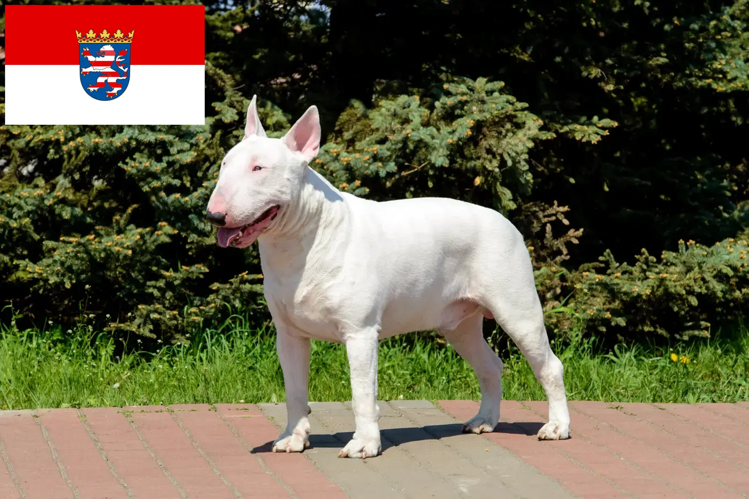 Bull Terrier yavruları ve yetiştiricileri Hessen Burada Hessen'deki Bull Terrier yetiştiricilerini bulabilirsiniz.