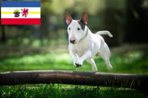 Read more about the article Mecklenburg-Vorpommern’de Bull Terrier yetiştiricileri ve köpek yavruları