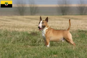 Read more about the article Saxony-Anhalt’da Bull Terrier yetiştiricileri ve köpek yavruları