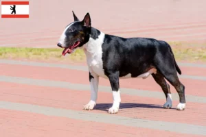 Read more about the article Berlin’de Bull Terrier yetiştiricileri ve köpek yavruları