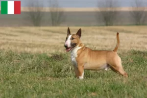 Read more about the article İtalya’da Bull Terrier yetiştiricileri ve köpek yavruları
