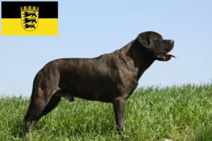 Read more about the article Baden-Württemberg’de Bullmastiff yetiştiricileri ve köpek yavruları
