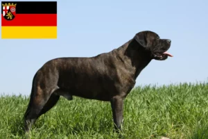 Read more about the article Rhineland-Palatinate’de Bullmastiff yetiştiricileri ve köpek yavruları