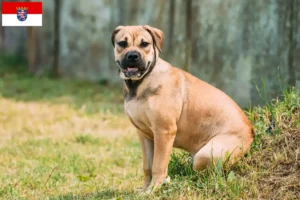 Read more about the article Hessen’de Ca de Bou yetiştiricileri ve köpek yavruları