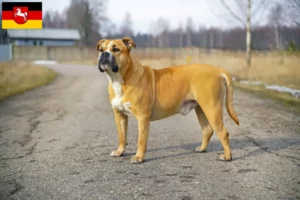 Read more about the article Aşağı Saksonya’da Ca de Bou yetiştiricileri ve köpek yavruları