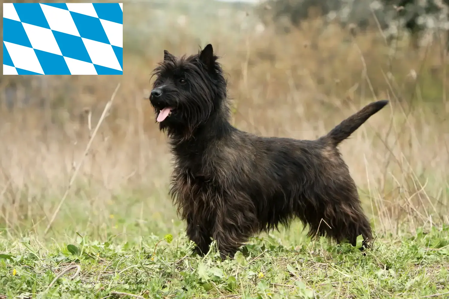 Cairn Terrier yavru köpek ve yetiştiricileri Bavyera Burada Bavyera'daki Cairn Terrier yetiştiricilerini bulacaksınız.