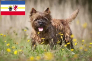 Read more about the article Mecklenburg-Vorpommern’de Cairn Terrier yetiştiricileri ve köpek yavruları