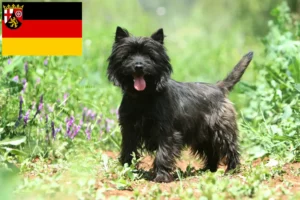 Read more about the article Rheinland-Pfalz’da Cairn Terrier yetiştiricileri ve köpek yavruları