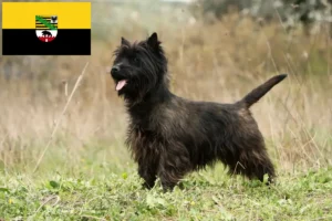 Read more about the article Saxony-Anhalt’da Cairn Terrier yetiştiricileri ve köpek yavruları