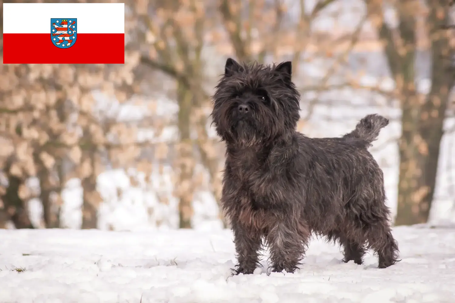 Read more about the article Thüringen’de Cairn Terrier yetiştiricileri ve köpek yavruları