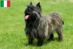 Read more about the article İtalya’da Cairn Terrier yetiştiricileri ve köpek yavruları