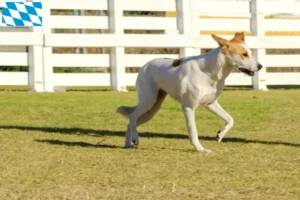 Read more about the article Bavyera’daki Canaan köpek yetiştiricileri ve yavru köpekler