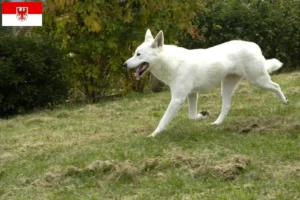 Read more about the article Brandenburg’da Canaan Köpek Yetiştiricisi ve Yavruları