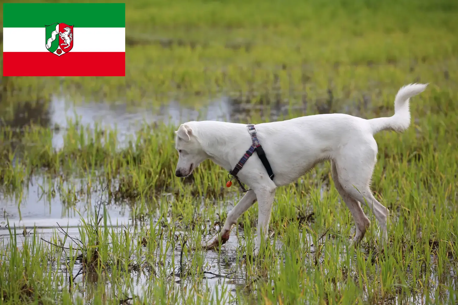 Read more about the article Kuzey Ren-Vestfalya’daki Canaan köpek yetiştiricileri ve yavru köpekler