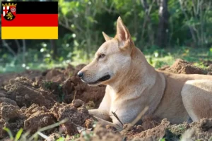 Read more about the article Rheinland-Pfalz’daki Canaan köpek yetiştiricileri ve yavru köpekler