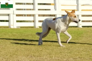 Read more about the article Saksonya’da Canaan Köpek Yetiştiricisi ve Yavruları
