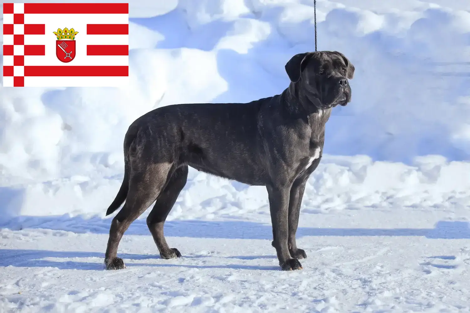 Read more about the article Bremen’de Cane Corso Italiano yetiştiricileri ve köpek yavruları